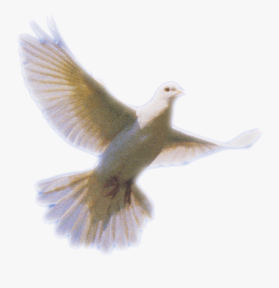 Dove Png Clip Art - Doves For Funeral Program, Transparent Clipart