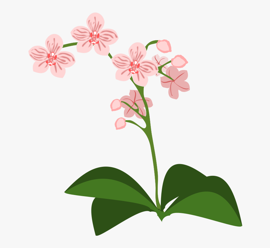 Clip Art, Flor, Flora, Flower, Nature, Orchid, Orchids - Orchidee Clipart, Transparent Clipart