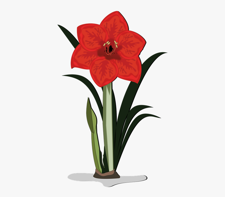 Amaryllis, Clip Art, Flor, Flora, Flower, Nature, Plant - Amaryllis Clipart, Transparent Clipart