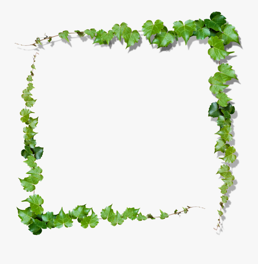 Vine Leaves Border Frame Nature Ftestickers - Transparent Ivy Border, Transparent Clipart
