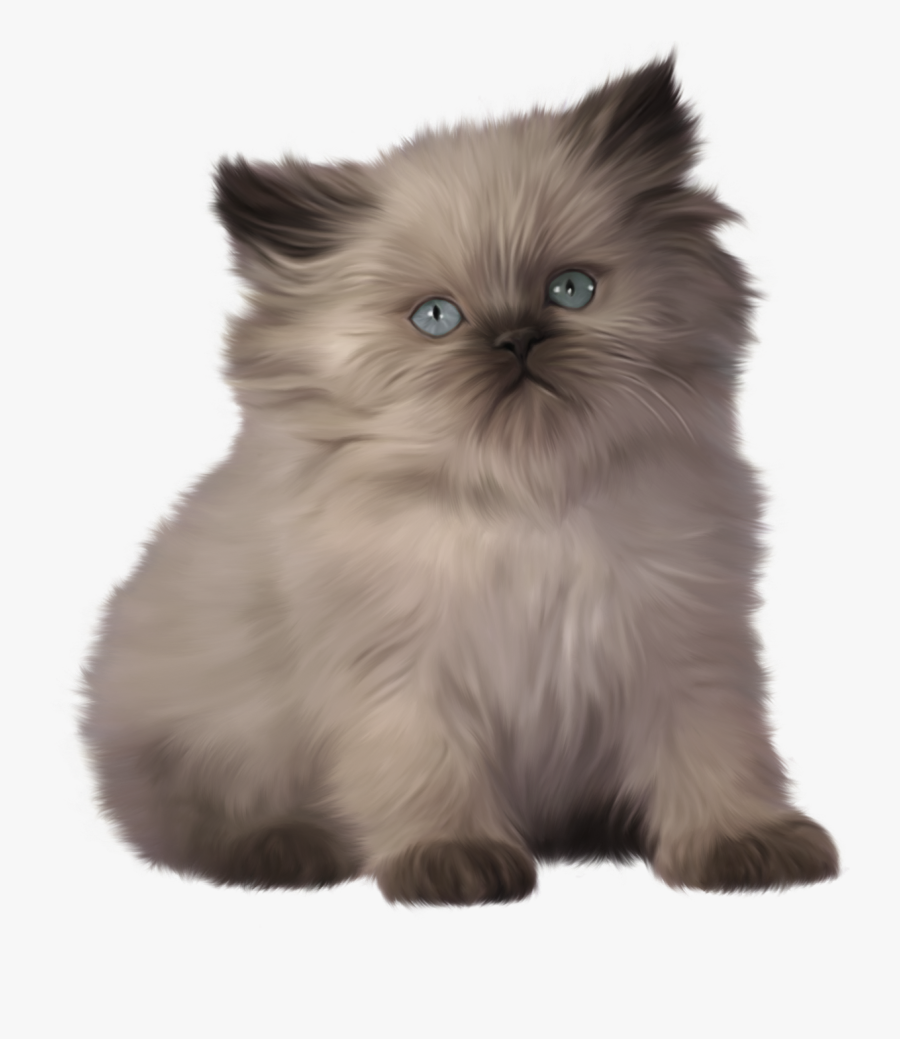 himalayan persian cat