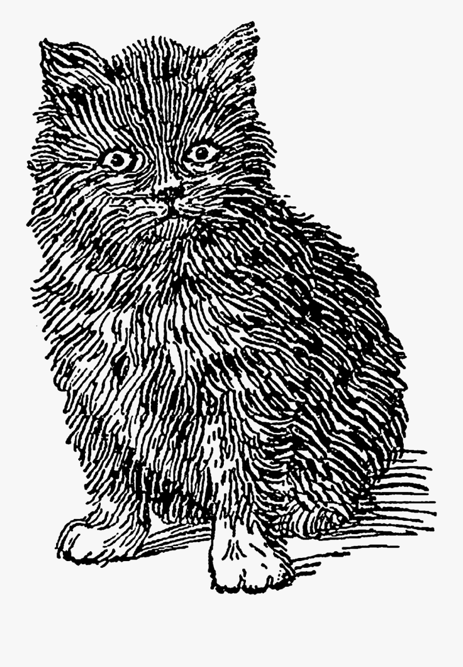 Cat, Transparent Clipart