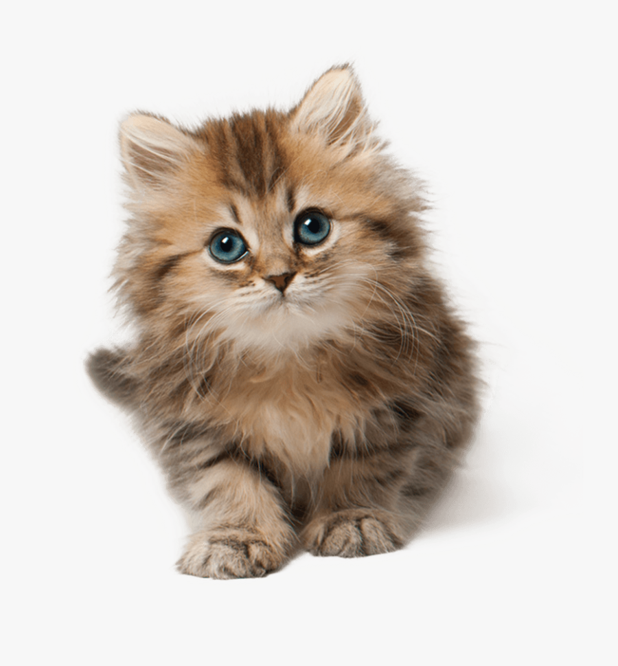 Cute Transparent Images Husky - Png Kittens, Transparent Clipart
