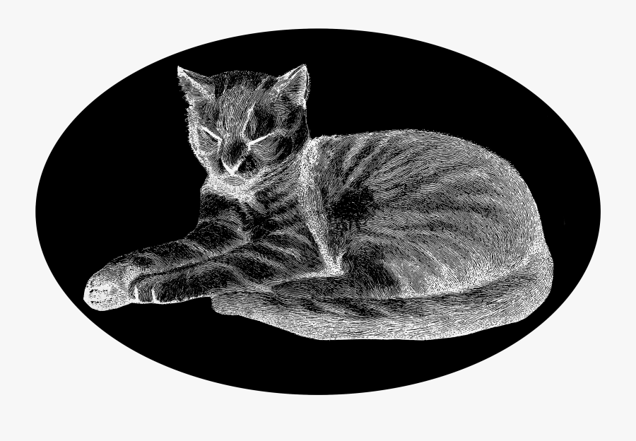 Domestic Short-haired Cat, Transparent Clipart