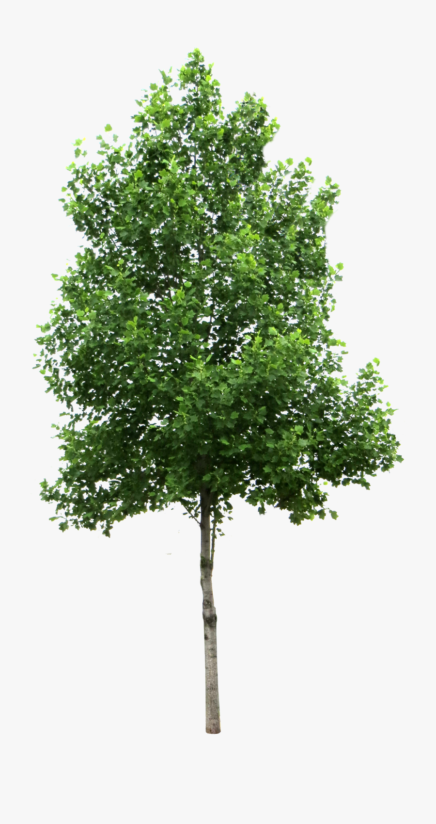 Birch Tree Small - Transparent Background Tree Png, Transparent Clipart