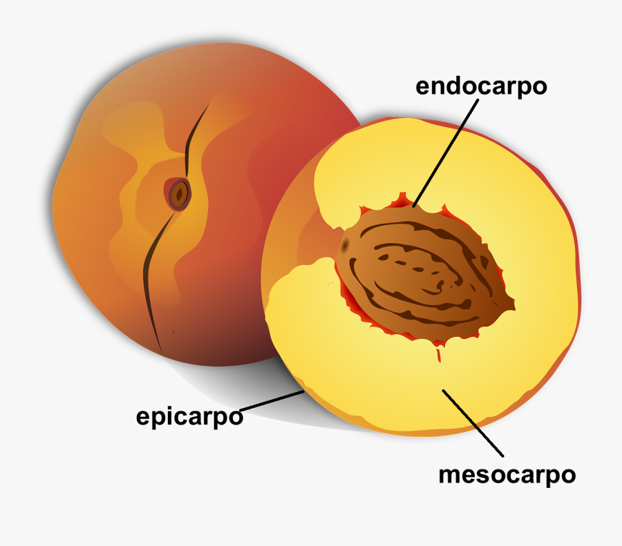Index Of - Cartoon Pictures Of Peach, Transparent Clipart