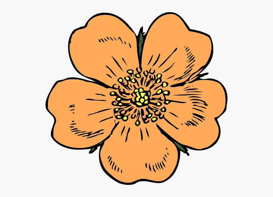 Peach Clip Art Free - Apple Blossom Flower Drawings, Transparent Clipart