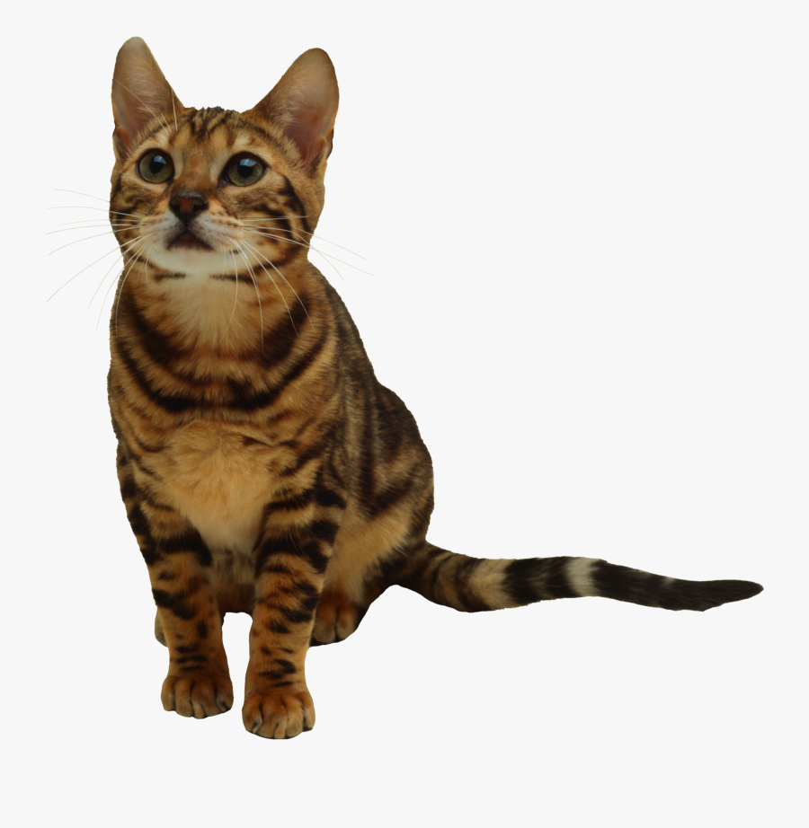Transparent Kitten Clip Art - Tabby Cat Transparent Background, Transparent Clipart