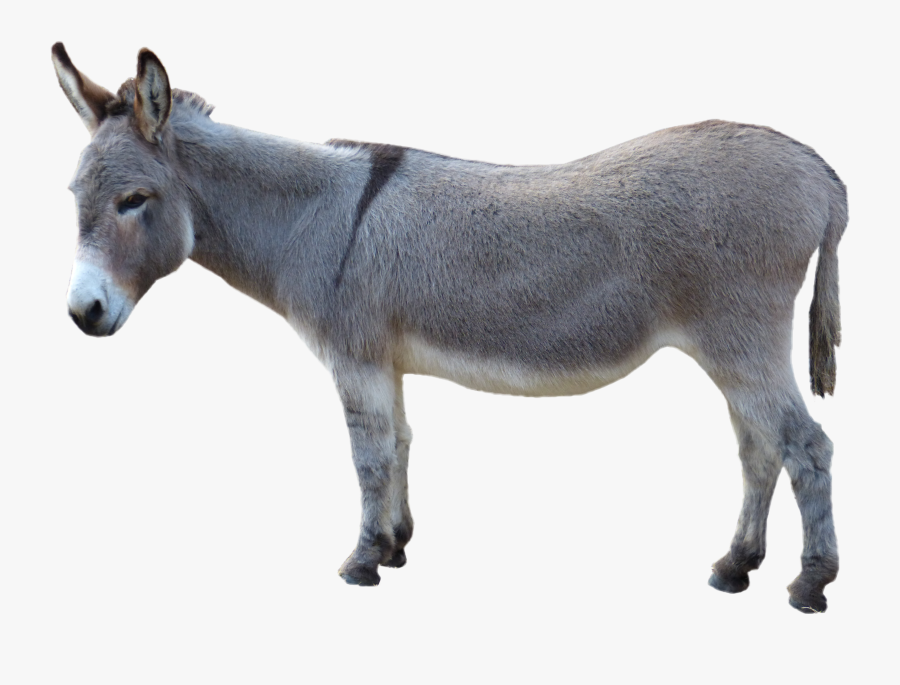 Asinus Photograph Clip Art Grey Donkey Picture - Donkey Png, Transparent Clipart