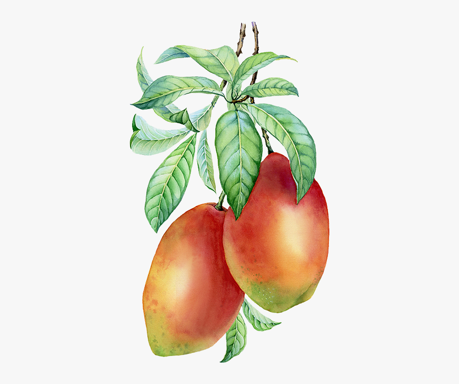 Mango Png, Transparent Clipart