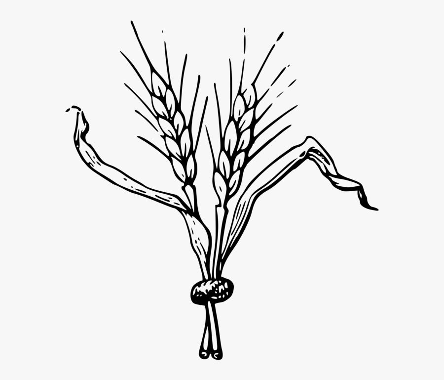 Line Art,plant,flower - Beer Hops Clipart, Transparent Clipart