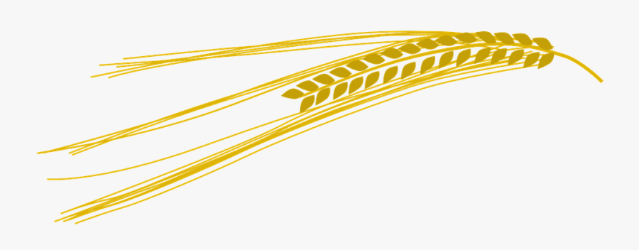 Barley, Wheat, Gold, Crop, Agriculture, Field, Cereal - Barley Clip Art, Transparent Clipart