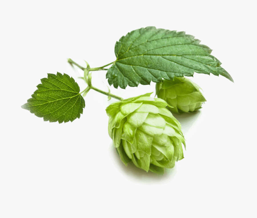 Grains Hops Brewing Cascade Beer Malts Clipart - Hops Essential Oil, Transparent Clipart