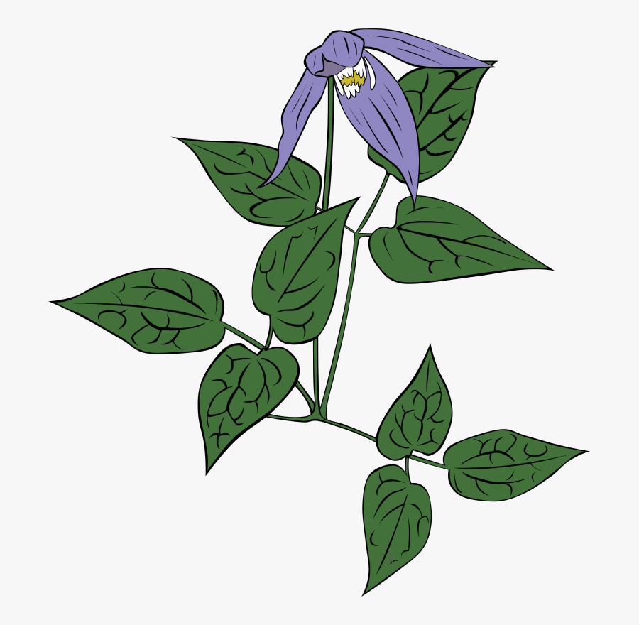 Clematit Clip Art, Transparent Clipart
