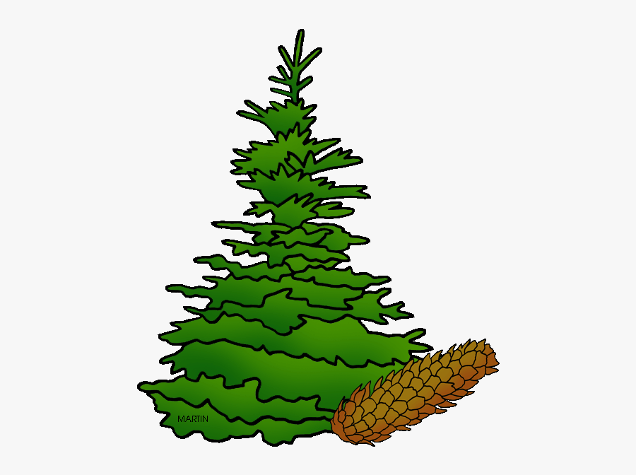 State Tree Of South Dakota - Black Hills Spruce South Dakota, Transparent Clipart