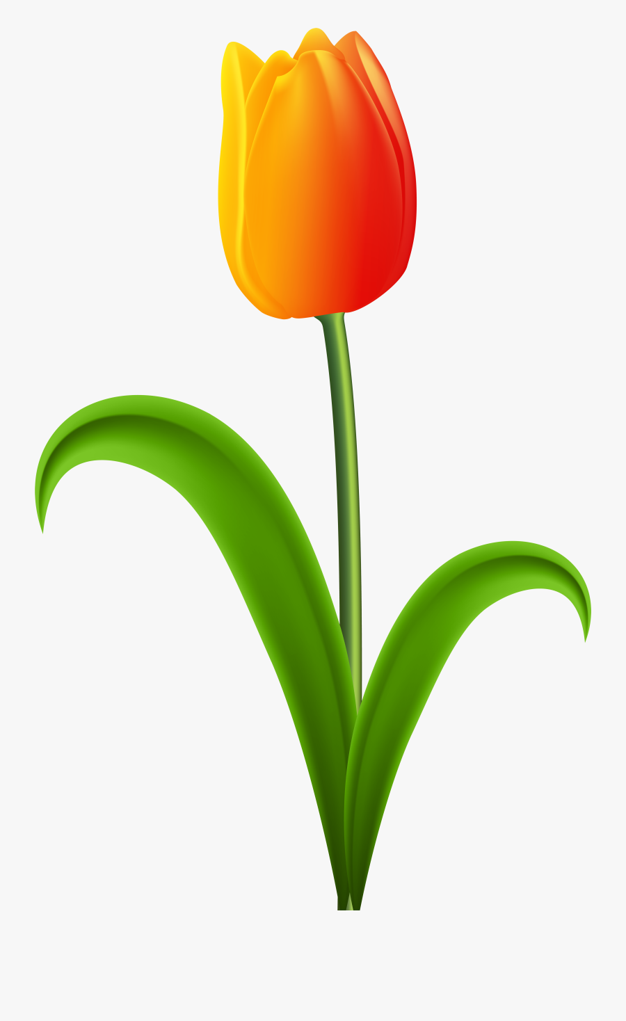 Beautiful Tulip Transparent Png - Transparent Tulip Clip Art, Transparent Clipart