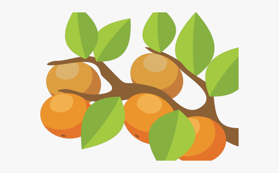 Orange Fruit Clipart Orange Tree - Orange Trees Clipart Transparent, Transparent Clipart