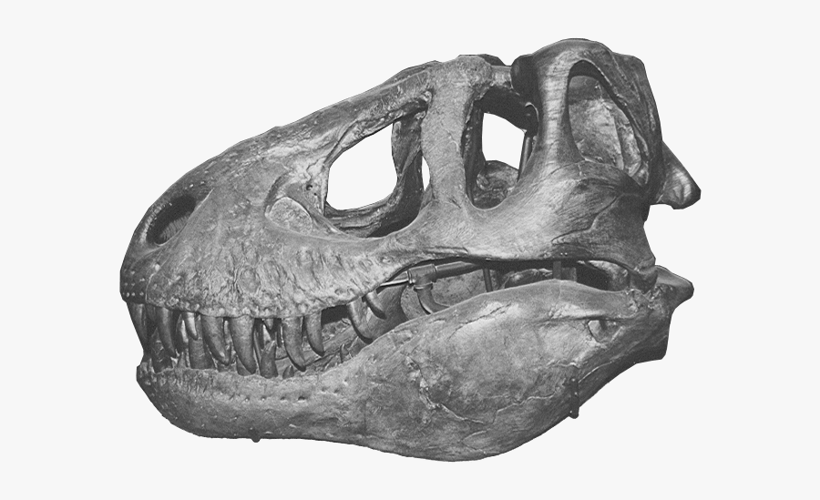 Trex-skull - T Rex Skull Png, Transparent Clipart