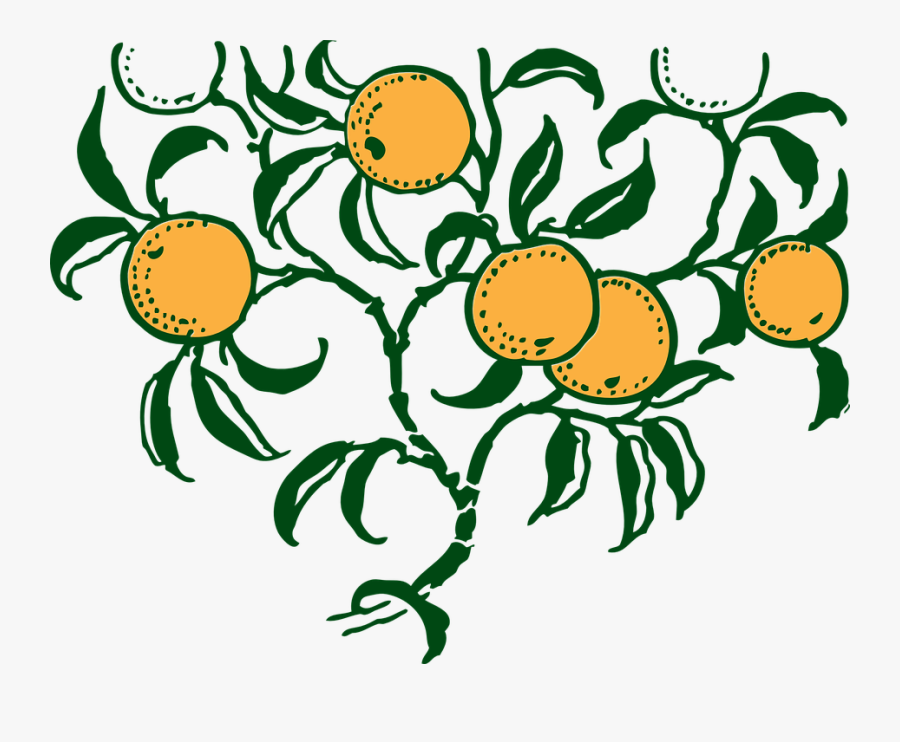 Orange, Fruits, Ripe, Branch, Tree - Orange Tree Vector Art, Transparent Clipart