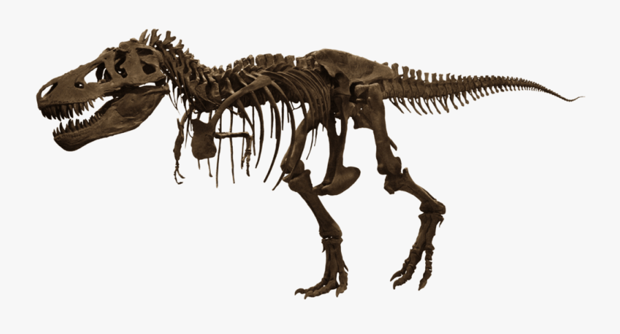 Trex-skelet - American Museum Of Natural History, Transparent Clipart