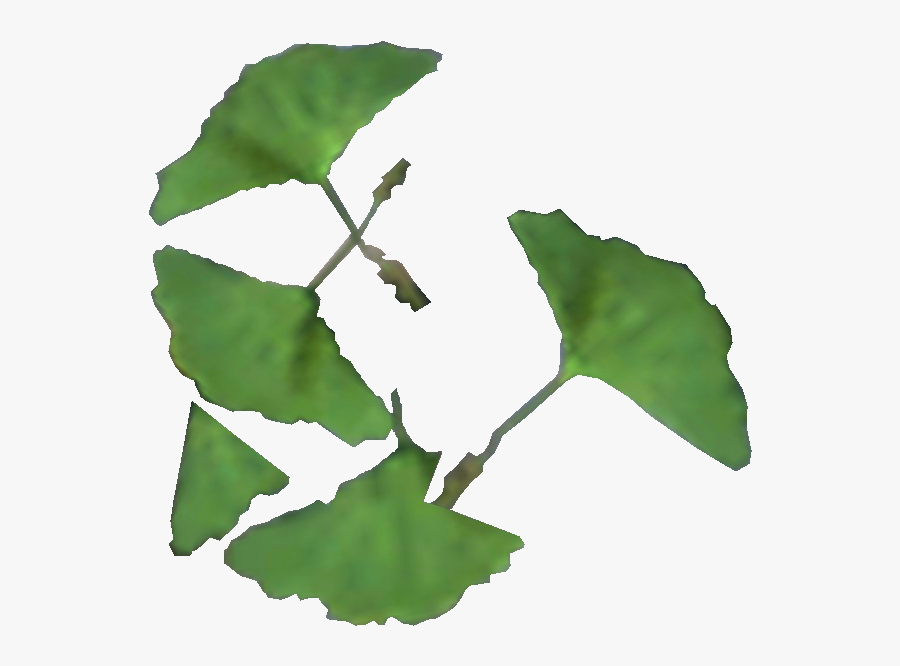 Leaf Elder Scrolls Fandom - Лист Гинкго, Transparent Clipart