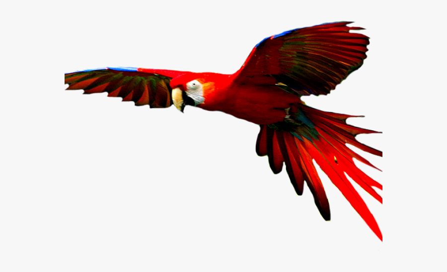 Colorful Birds Flying Png, Transparent Clipart