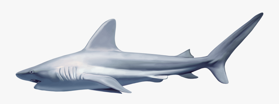 Realistic Shark Png Clipart - Realistic Shark Fin Png, Transparent Clipart