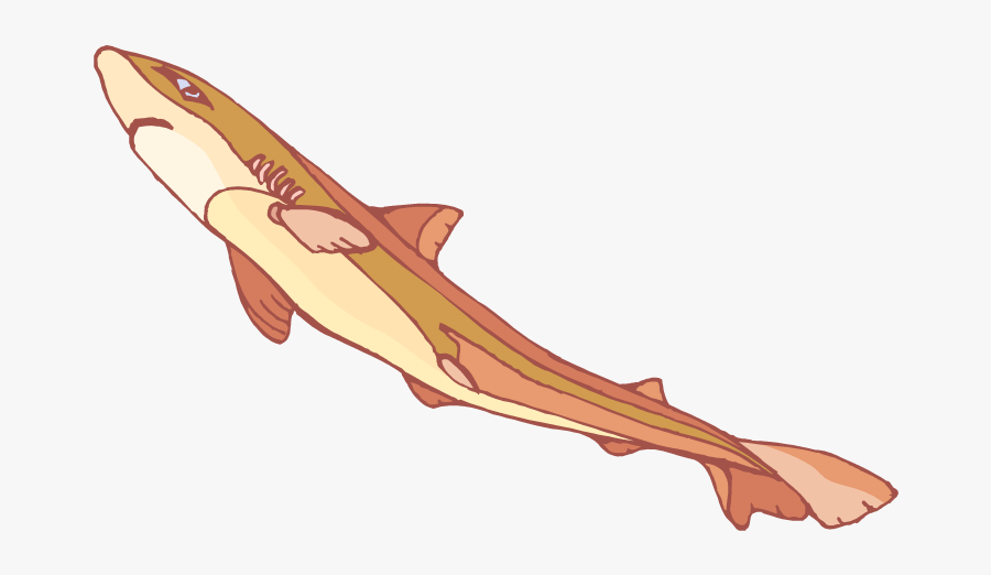Tiger Shark, Transparent Clipart