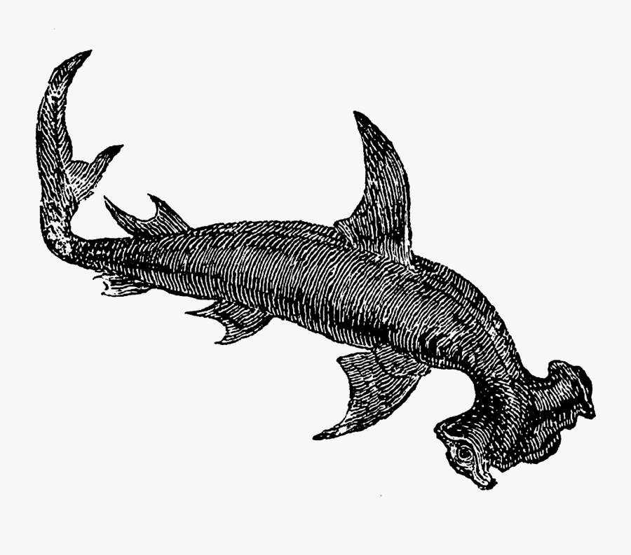 Even The First Digital Shark Clip Art Has A Very Mystical - Shark, Transparent Clipart