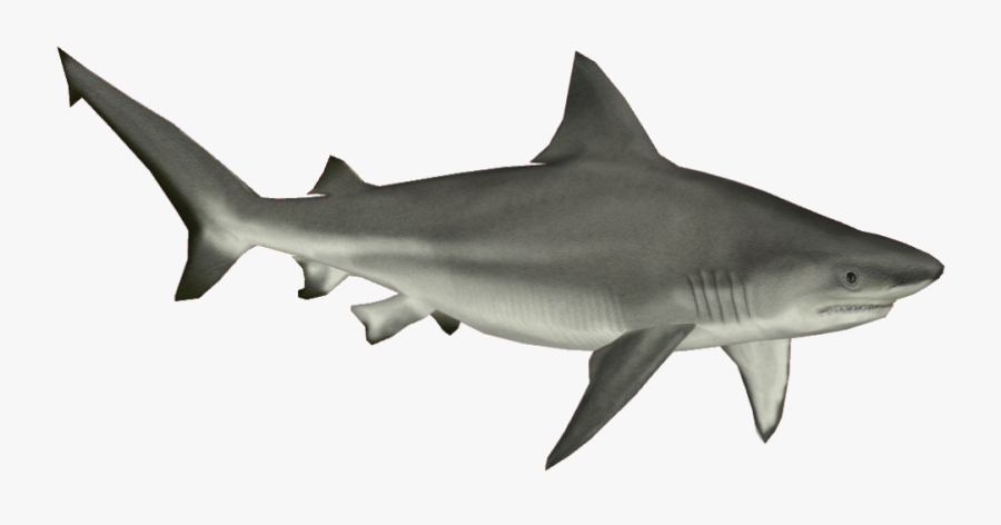 Download And Use Shark Png Clipart - Tiger Shark No Background, Transparent Clipart