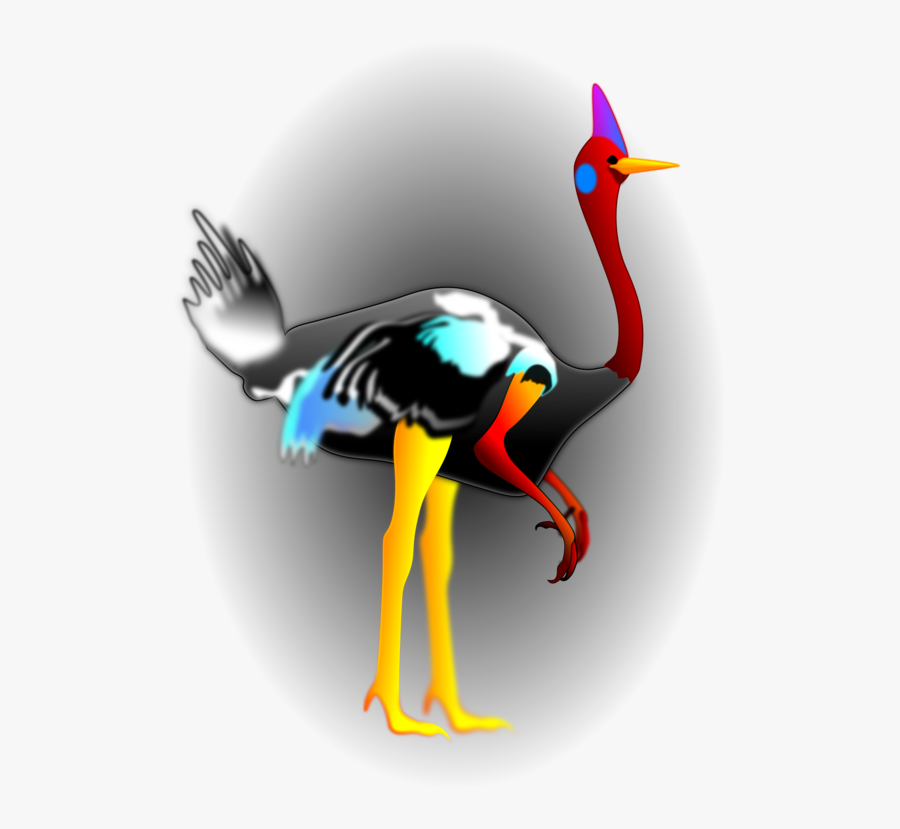 Flightless Bird,water Bird,beak - Turkey, Transparent Clipart