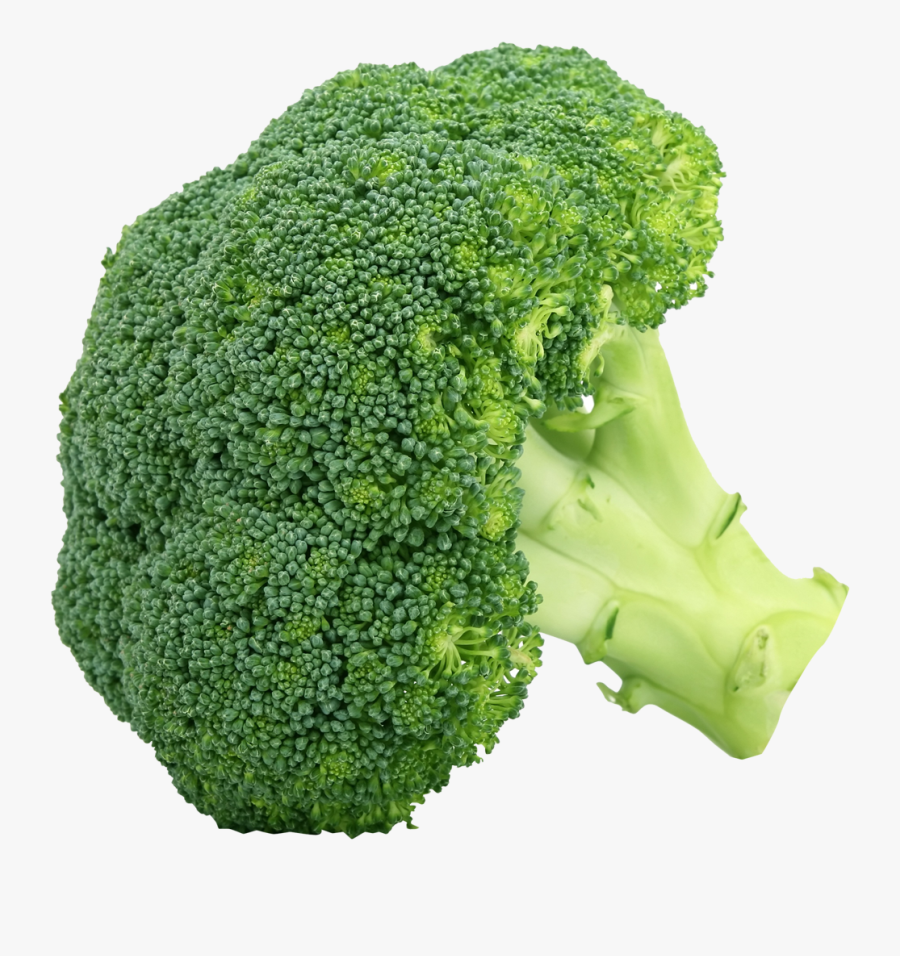 Download Broccoli Png Clipart For Designing Projects - Broccoli Pictures Of Vegetables, Transparent Clipart