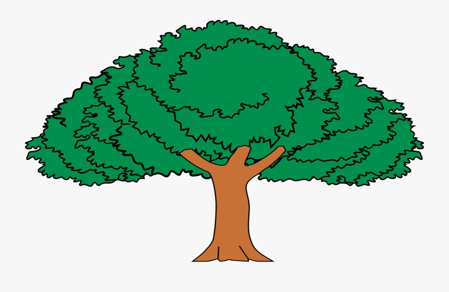 Broccoli Drawing - Arbol De Guanacaste Dibujo, Transparent Clipart