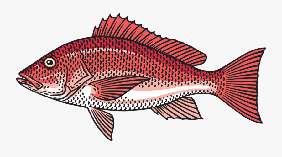Sea Bass, Transparent Clipart