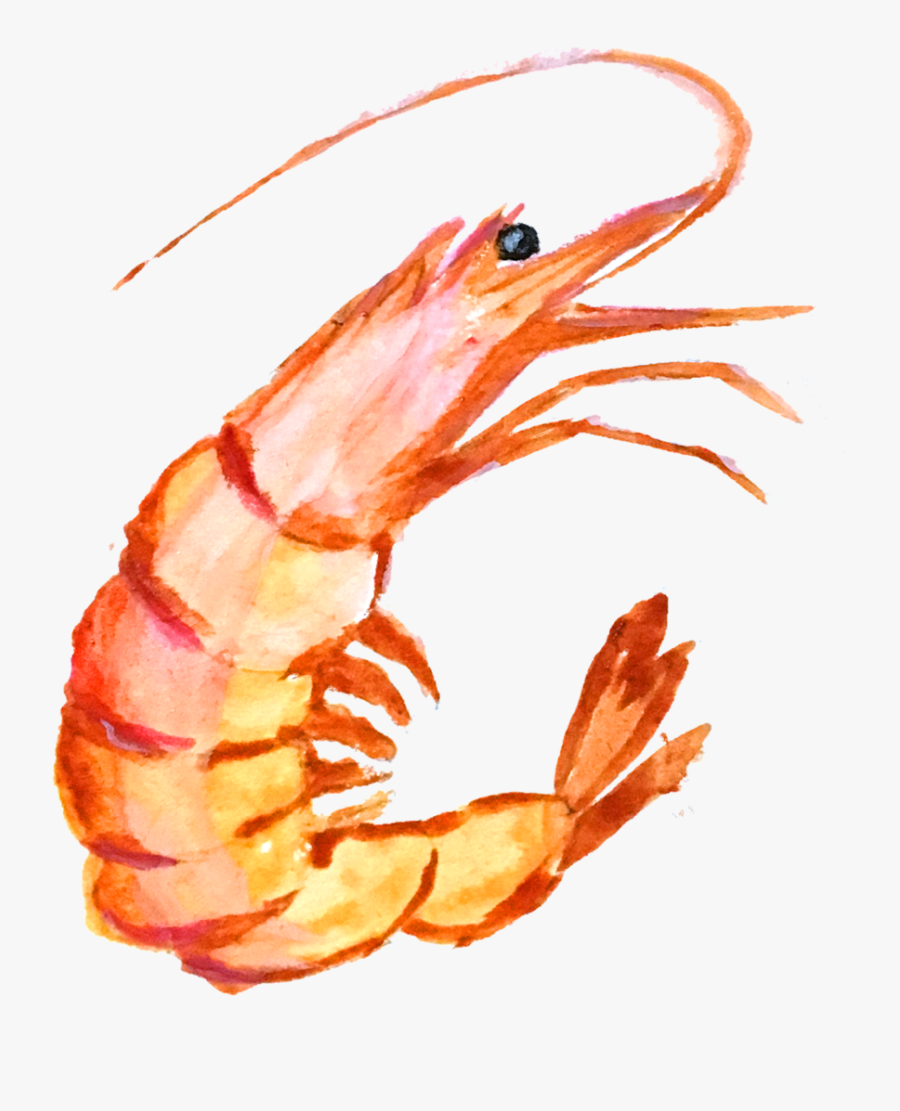 Transparent Saltwater Clipart - Shrimp Funny, Transparent Clipart