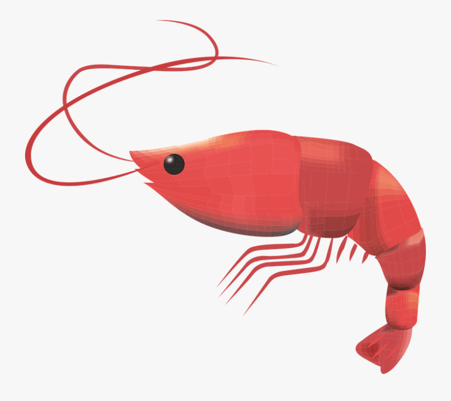 Prawn, Crustacean, Seafood, Fresh, Prawns, Gourmet - Shrimp Free Vector Png, Transparent Clipart