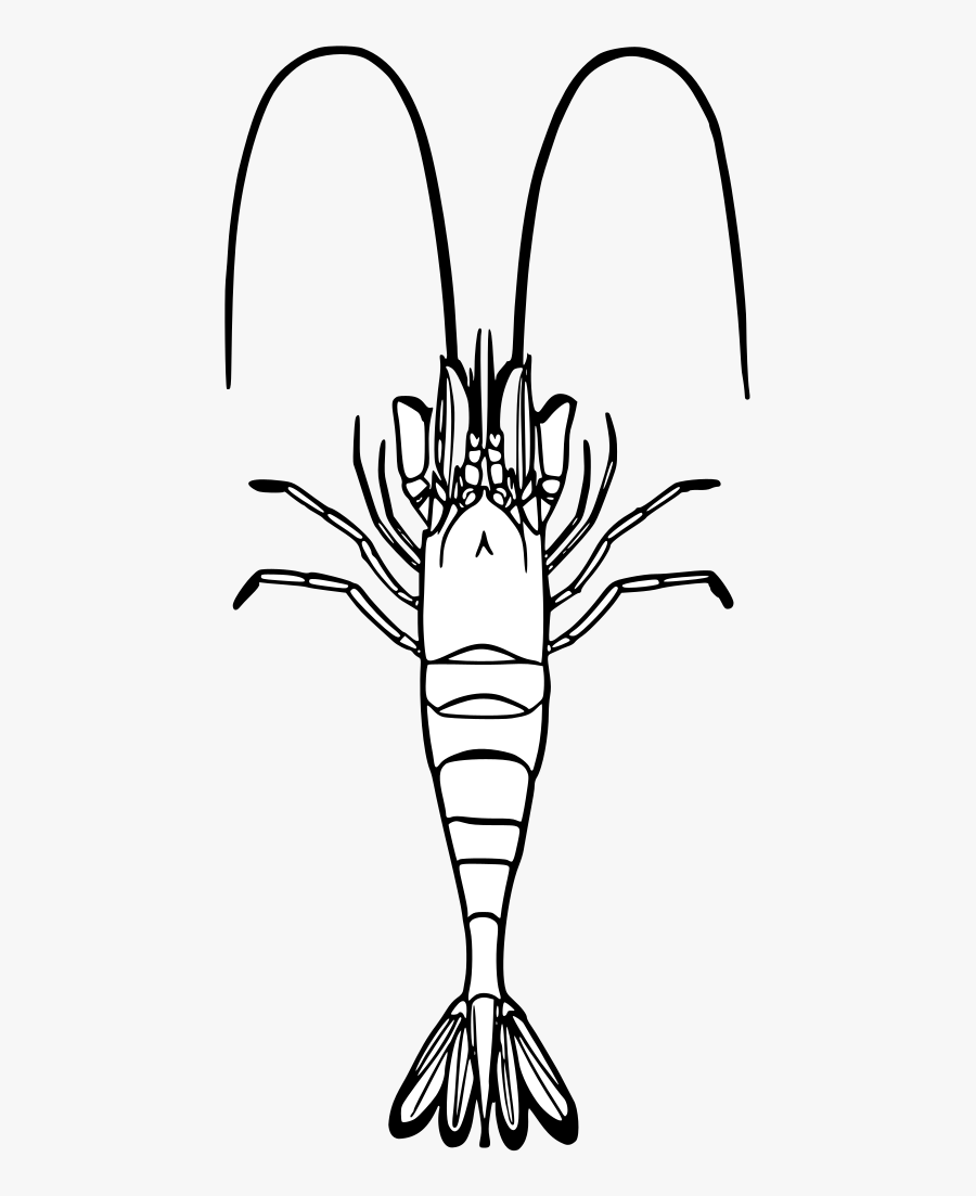 Immagini Di Gamberi Da Colorare, Transparent Clipart