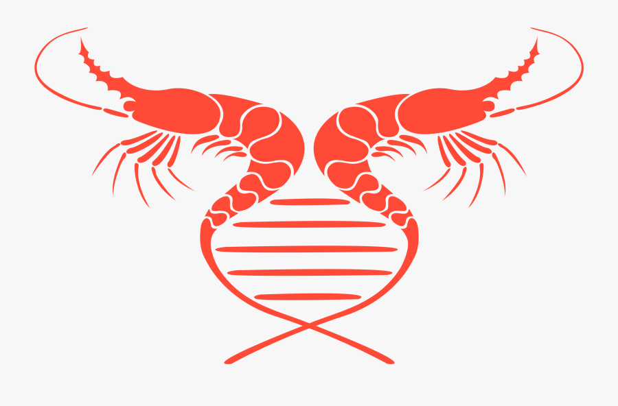Shrimp Logo Png, Transparent Clipart