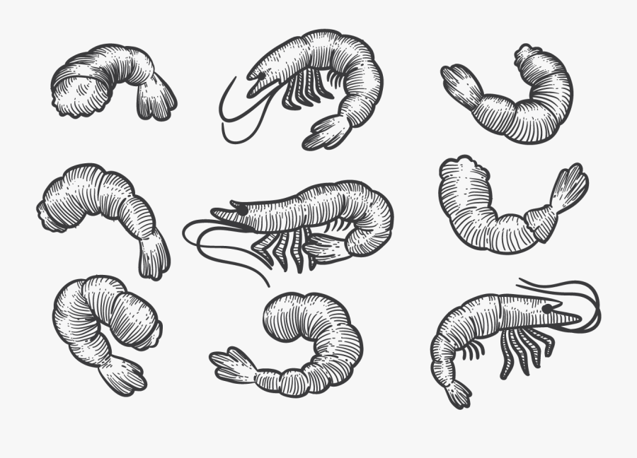 Shrimp Drawing Sketch - Prawn Sketch, Transparent Clipart