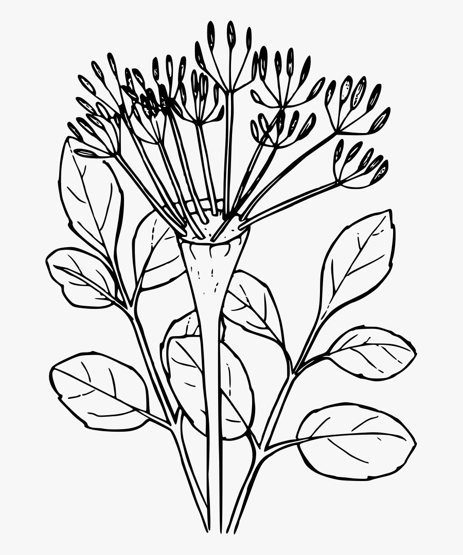 Naked-stemmed Desert Parsely - Desert Flower Clip Art, Transparent Clipart