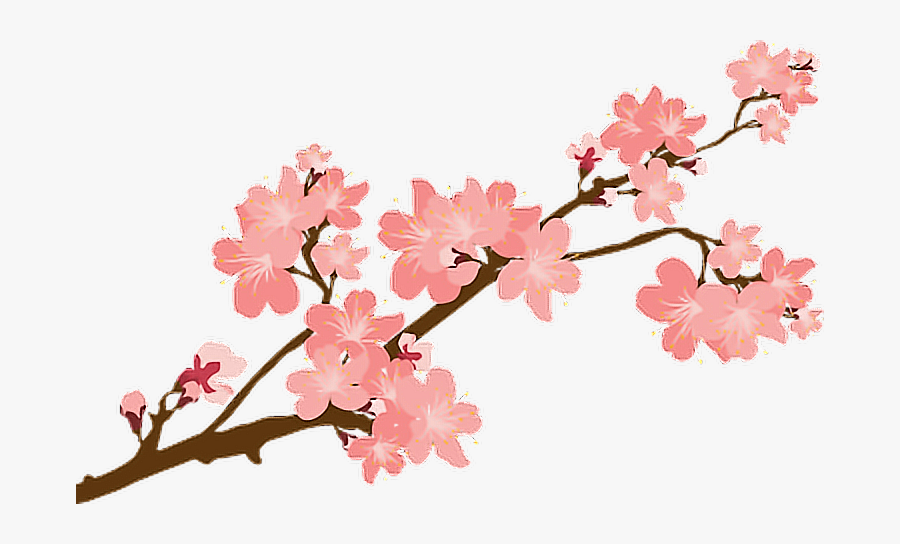 #sakura #sakuras #flower #flowers #cherry #cherryblossoms - Cherry Blossoms Transparent Background, Transparent Clipart