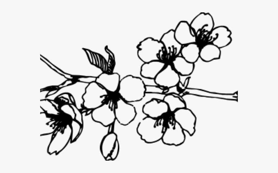 Cherry Blossom Clip Art, Transparent Clipart