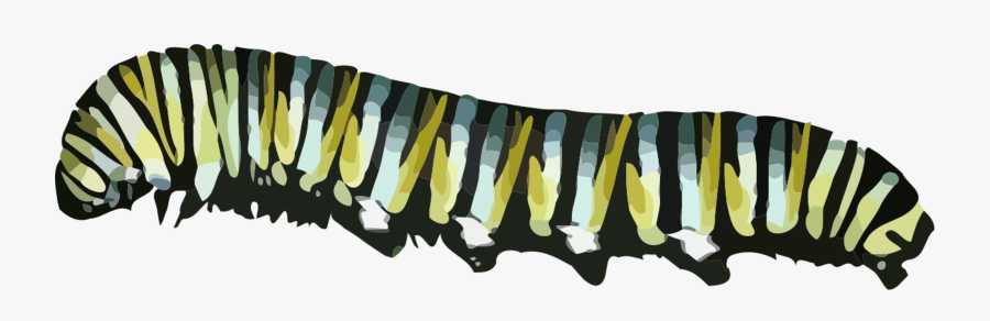 Caterpillar - Monarch Caterpillar Transparent Background, Transparent Clipart