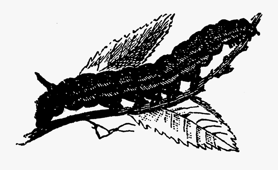 Insect, Transparent Clipart