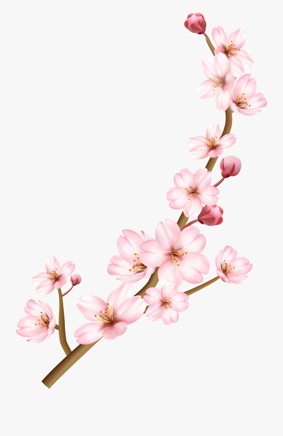 Blossom - Cherry Blossoms Transparent Background, Transparent Clipart