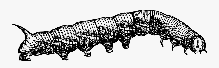 Art,monochrome Photography,carnivoran - Larvae Drawing Transparent, Transparent Clipart