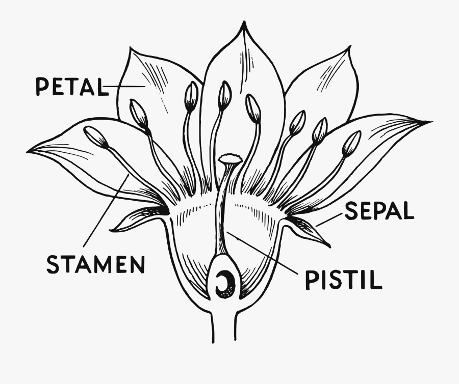 Flower Parts Big Image - Parts Of A Flower For Colouring, Transparent Clipart