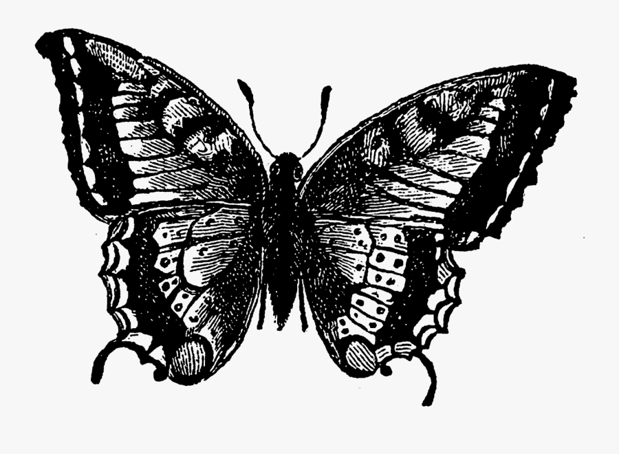 Papilio Machaon, Transparent Clipart