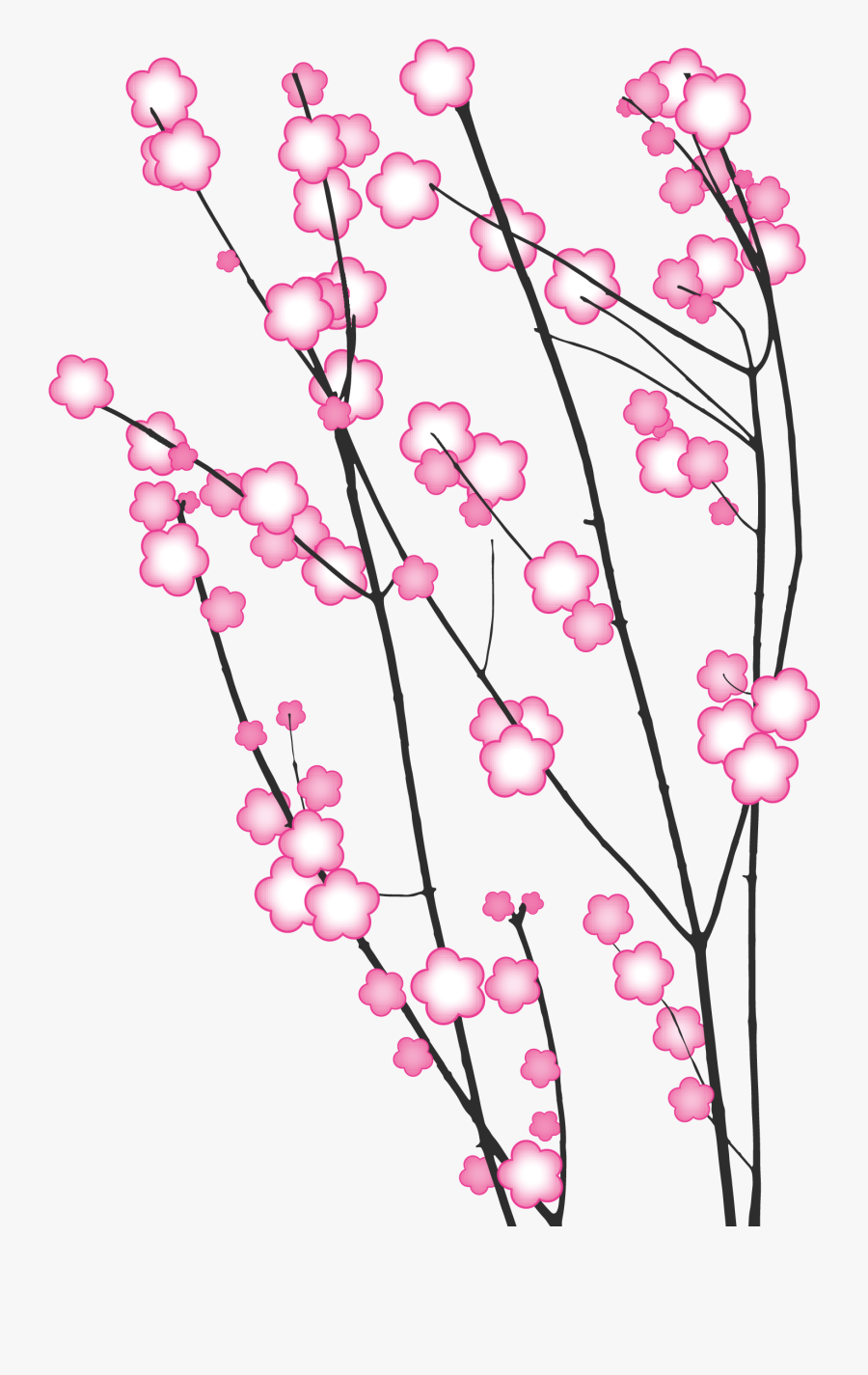 Cherry Blossoms - Cherry Blossom Illustrations Png, Transparent Clipart