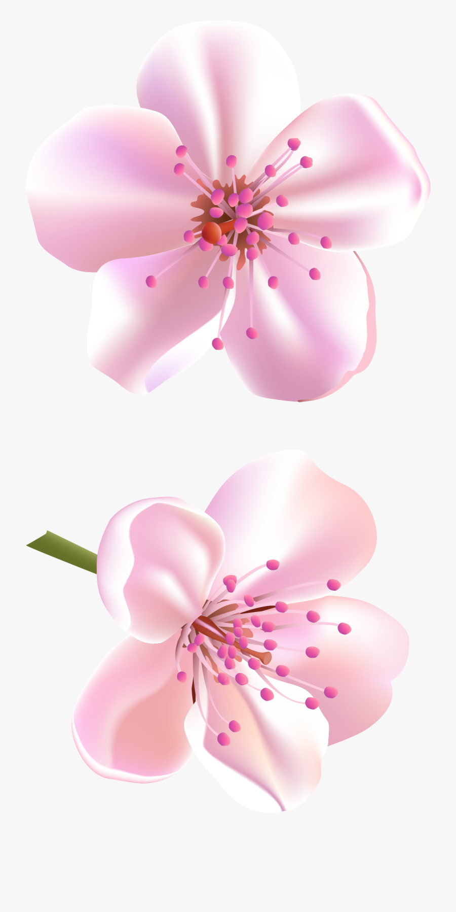 Flower Of Tree Clip Art, Transparent Clipart